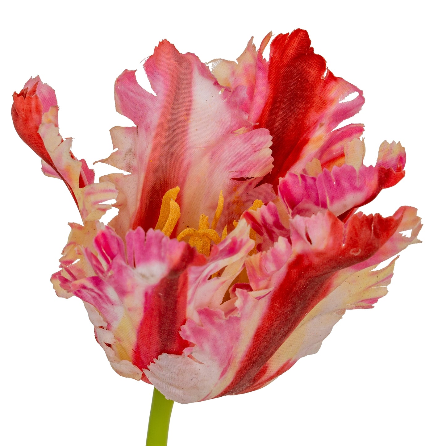 Multi Pink Parrot Tulip