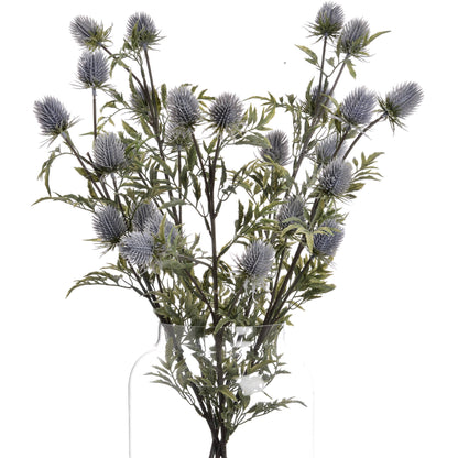 Eryngium Thistle