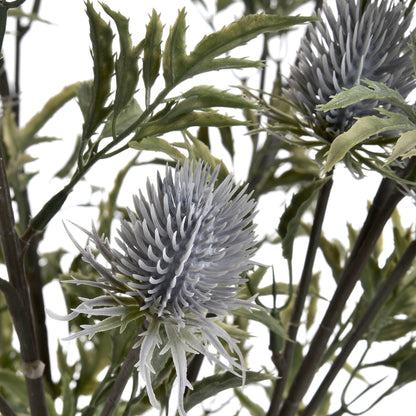 Eryngium Thistle