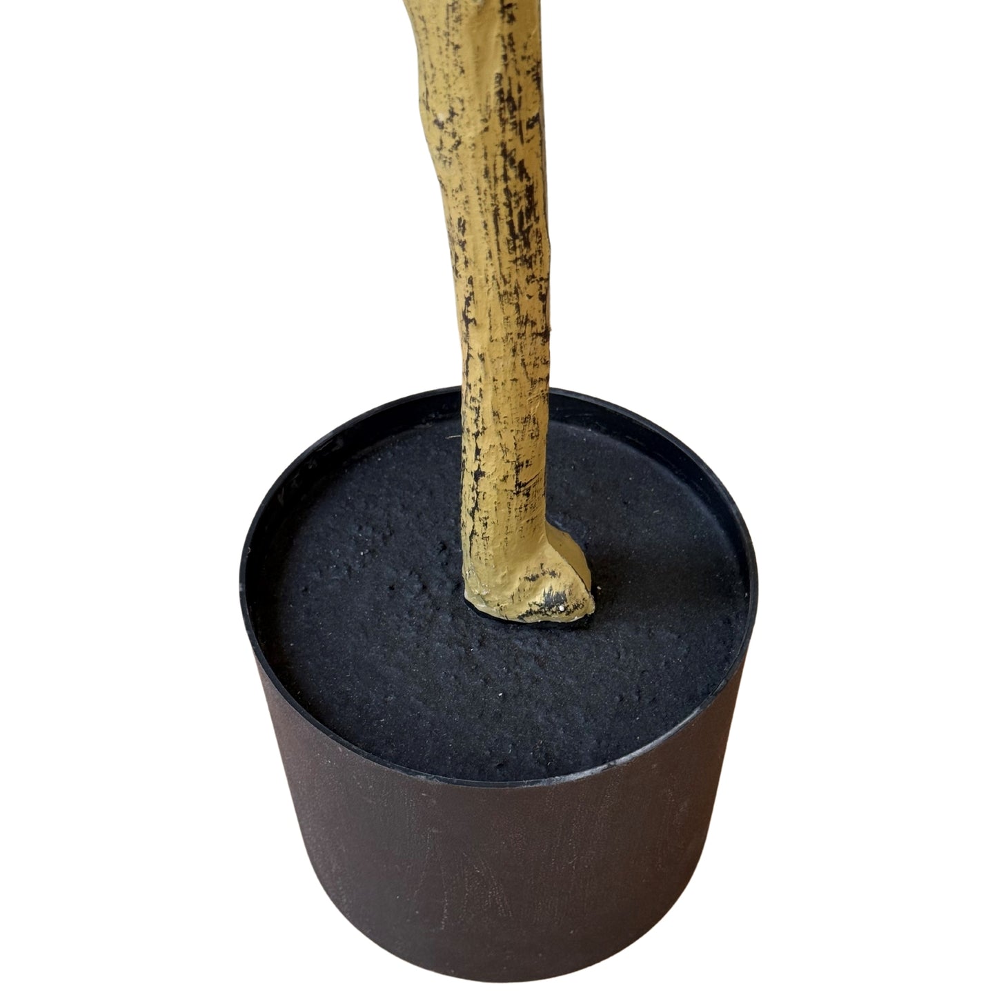 Calabria Small Olive Tree