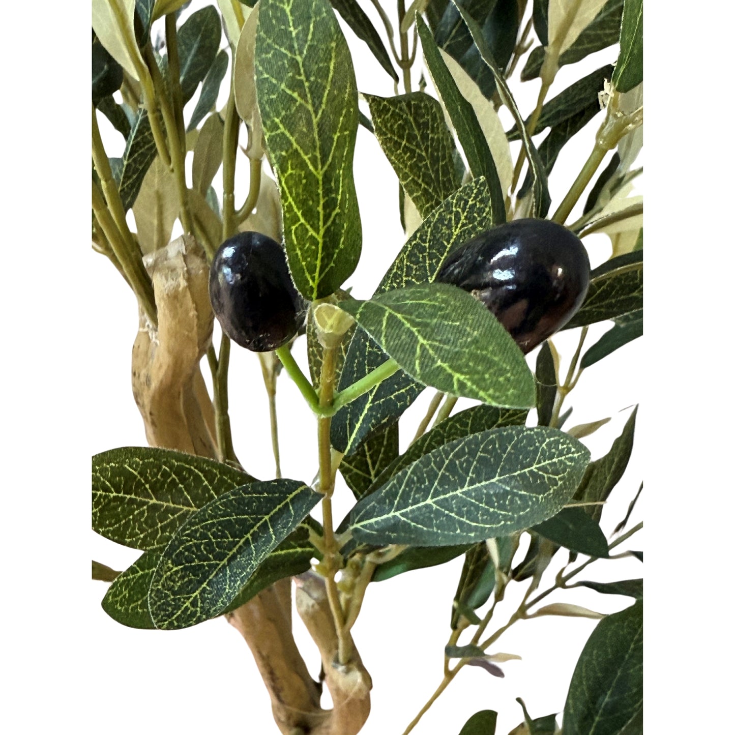 Calabria Small Olive Tree