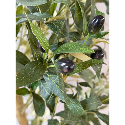 Calabria Large Olive Tree