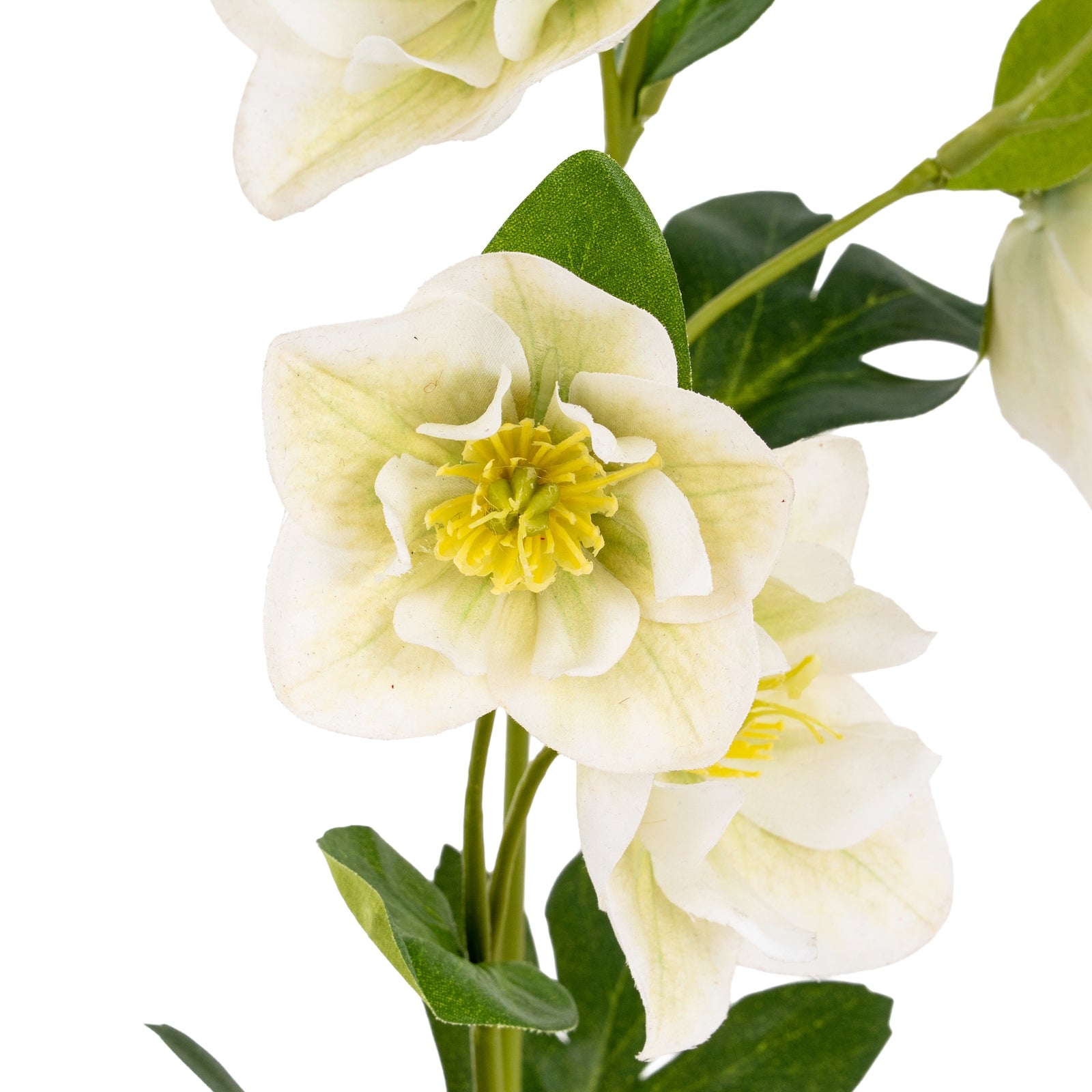 White Hellebore Stem