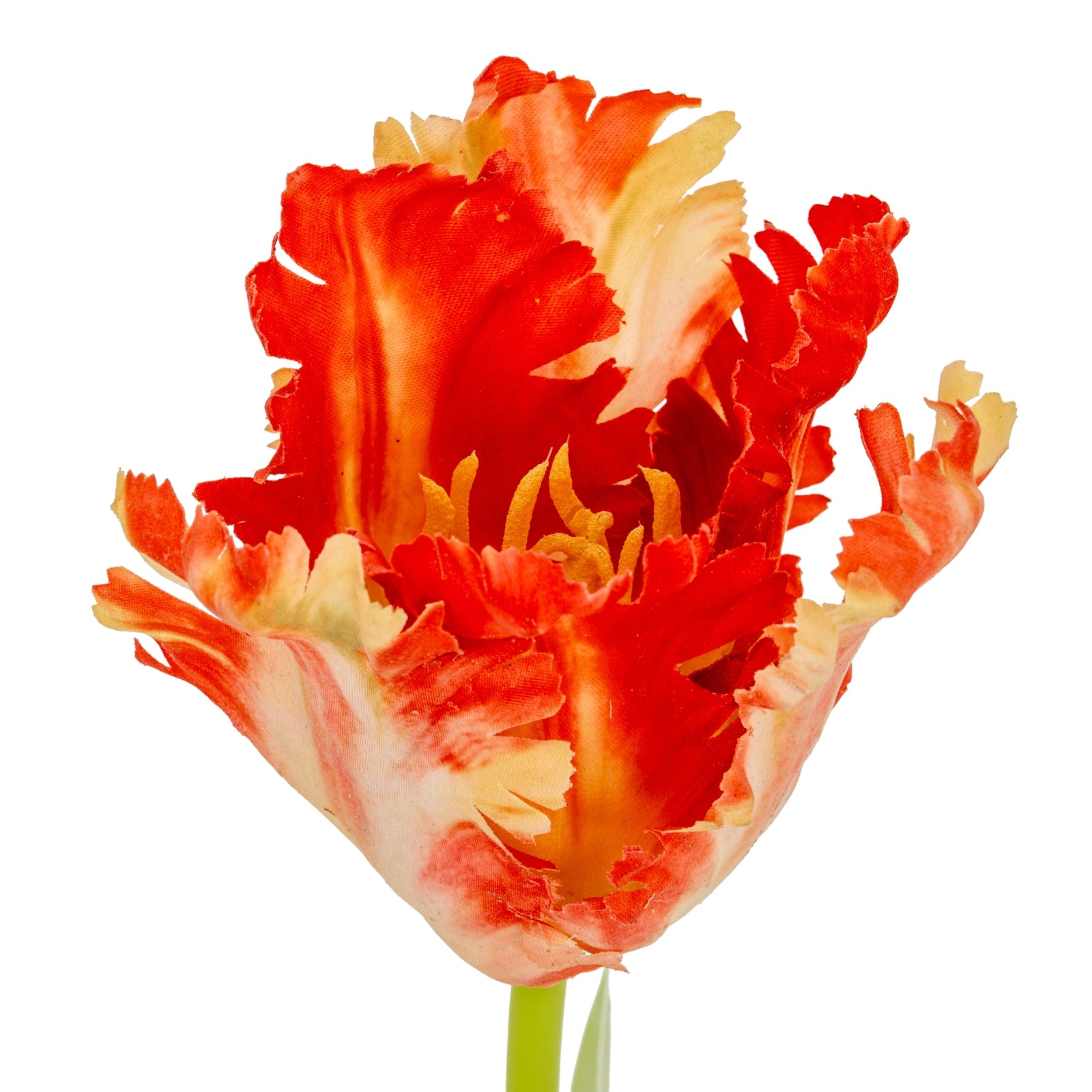 Flame Orange Parrot Tulip