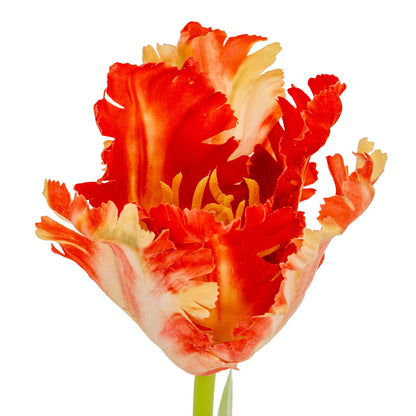 Flame Orange Parrot Tulip