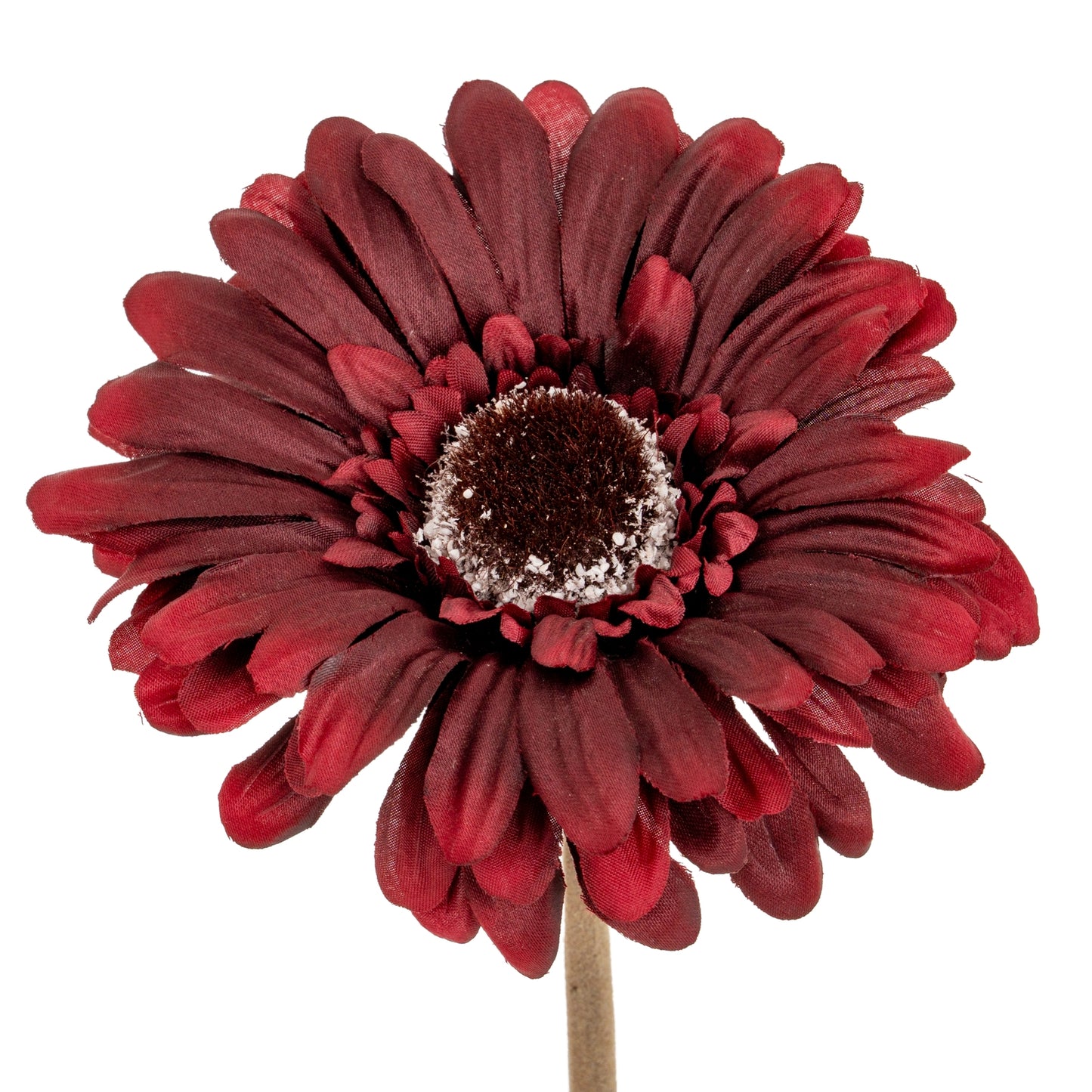 Burgundy Gerbera Stem