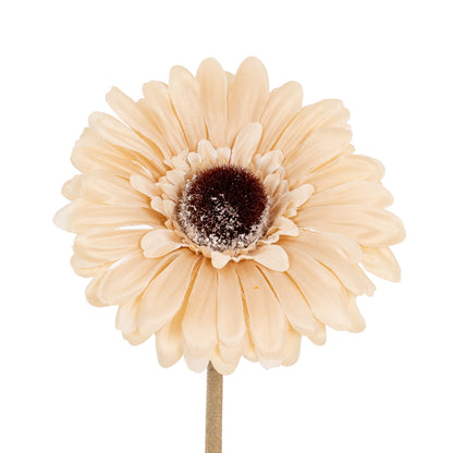Cream Gerbera Stem