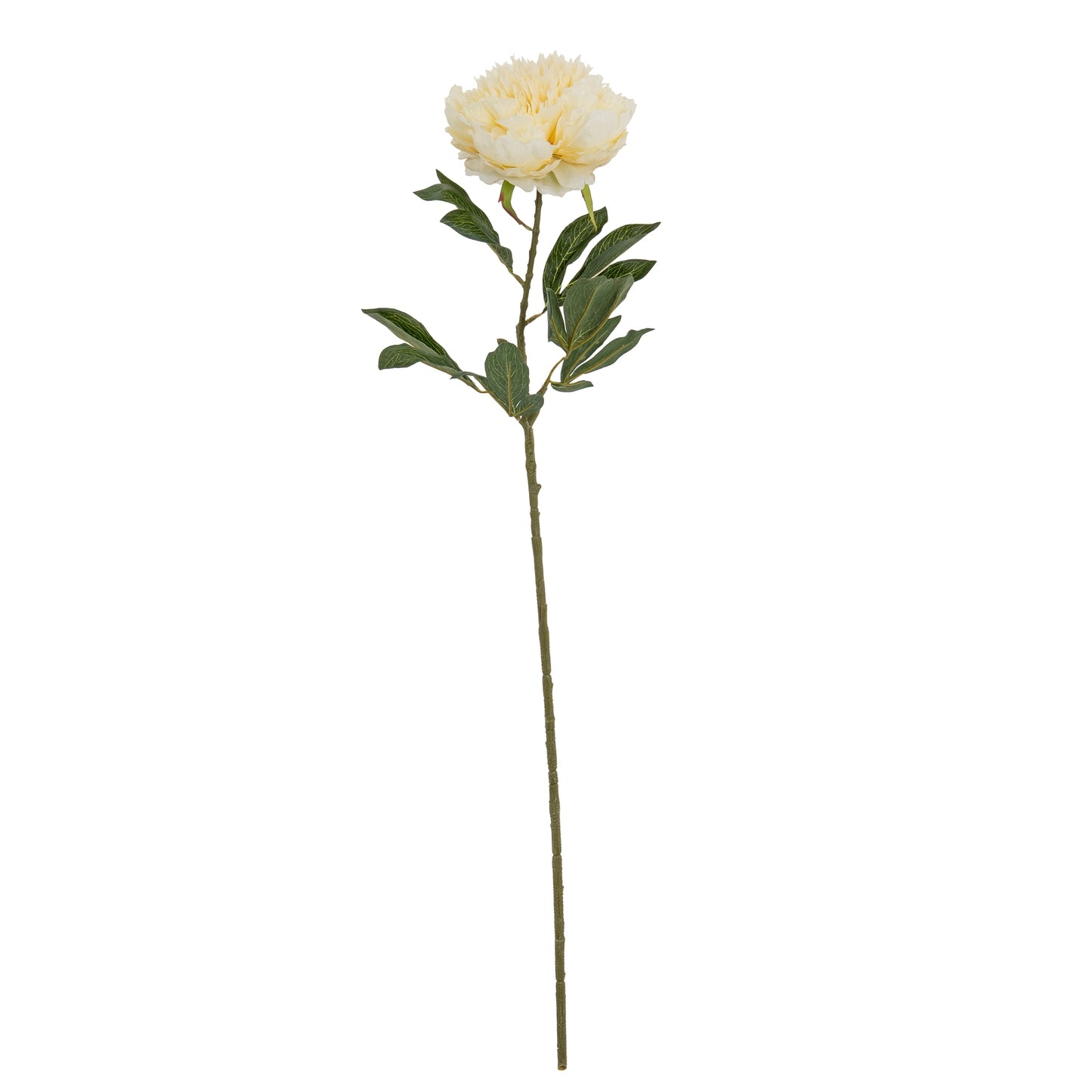 Large Buttermilk Double Peony Stem