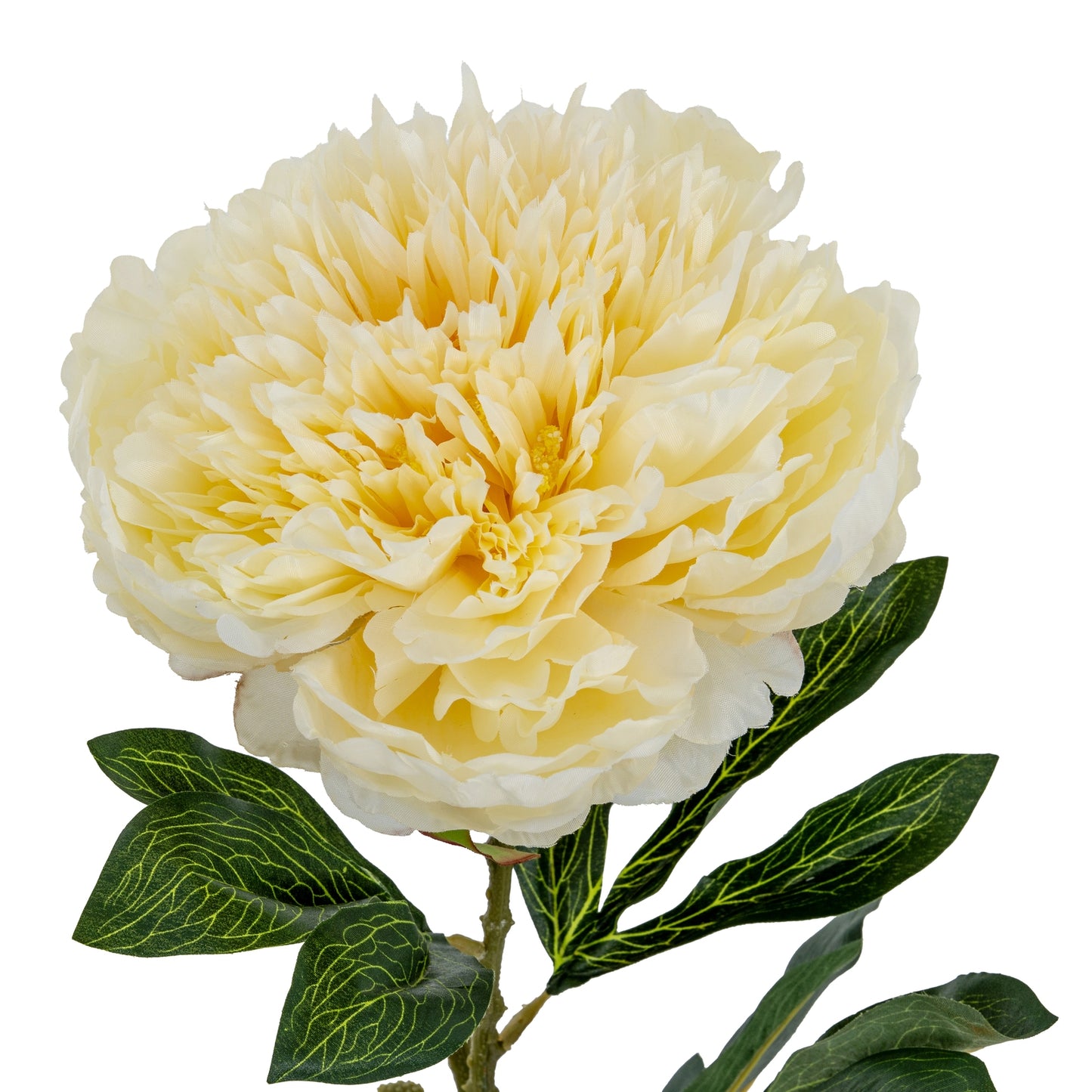 Large Buttermilk Double Peony Stem