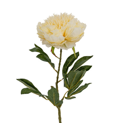 Large Buttermilk Double Peony Stem