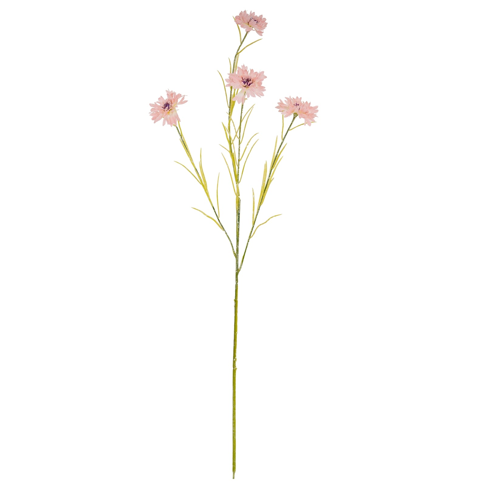 Pink Cornflower Stem