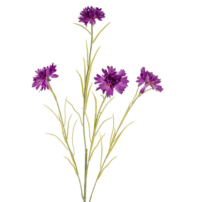 Purple Cornflower Stem